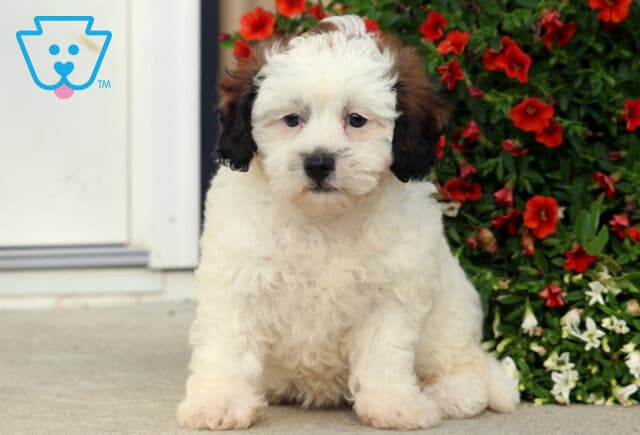 Adorable Shihpoo puppy with a fluffy cream-colored coat and dark brown ears, sitting on a concrete surface beside a cluster of bright red and white flowers. image