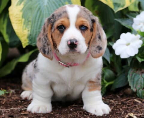 Merle Basset Hound mix puppy with striking blue eyes and a pink collar sitting on mulch beside lush green hosta leaves and white flowers, looking directly at the camera.