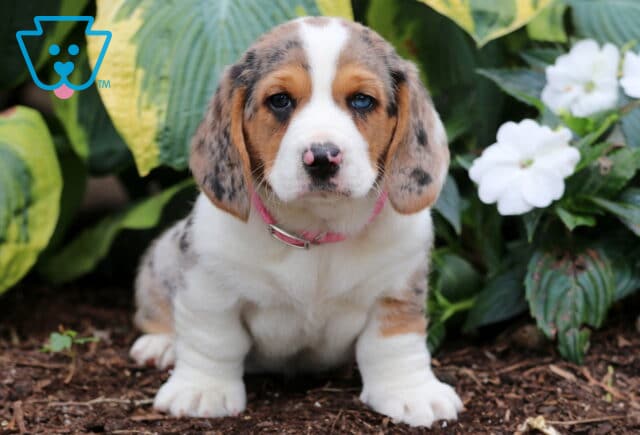 Merle Basset Hound mix puppy with striking blue eyes and a pink collar sitting on mulch beside lush green hosta leaves and white flowers, looking directly at the camera. image