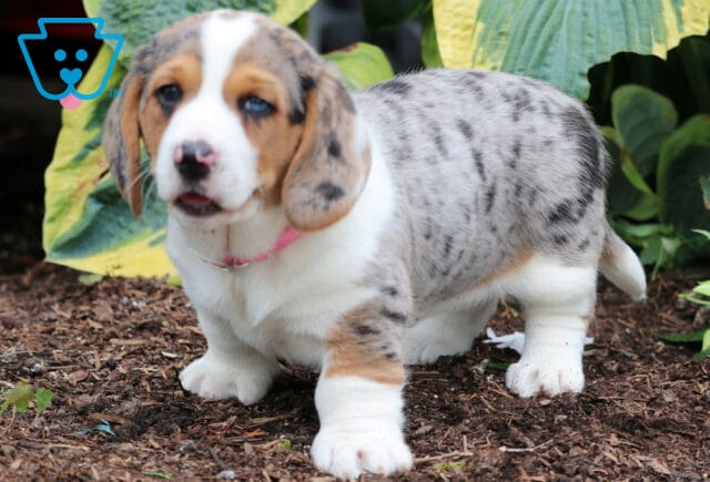 Merle Basset Hound mix puppy with blue eyes and a pink collar standing on mulch in front of vibrant hosta plants, mid-step with a curious expression. image