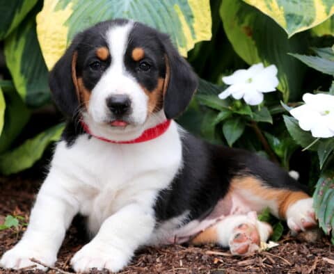 Tricolor Basset Hound mix puppy with a red collar laying down on mulch near green hostas and white flowers, showing a curious expression with its tongue slightly out.