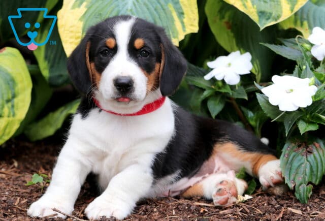 Tricolor Basset Hound mix puppy with a red collar laying down on mulch near green hostas and white flowers, showing a curious expression with its tongue slightly out. image