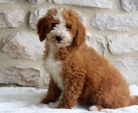 Fluffy Mini Bernedoodle puppy with a rich reddish-brown coat and white markings on the face, chest, and paws, sitting on a white blanket against a light stone wall.