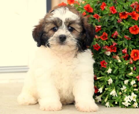Fluffy Shihpoo puppy with cream-colored fur and dark brown markings on its ears and face, sitting beside a vibrant flower bed filled with red and white blossoms.