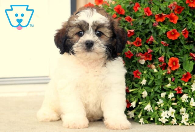 Fluffy Shihpoo puppy with cream-colored fur and dark brown markings on its ears and face, sitting beside a vibrant flower bed filled with red and white blossoms. image