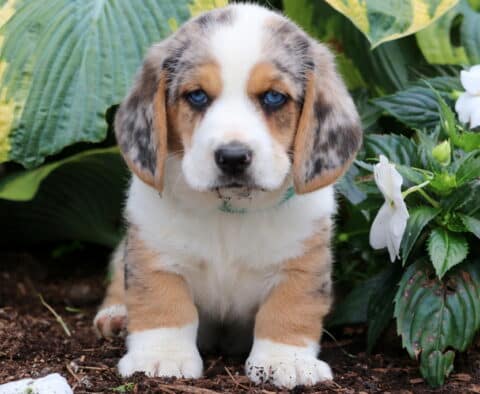Adorable Merle Basset Hound mix puppy with piercing blue eyes sits attentively on mulch, front paws slightly dirty, with vibrant green hostas and white flowers in the background.