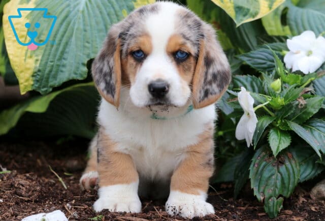 Adorable Merle Basset Hound mix puppy with piercing blue eyes sits attentively on mulch, front paws slightly dirty, with vibrant green hostas and white flowers in the background. image
