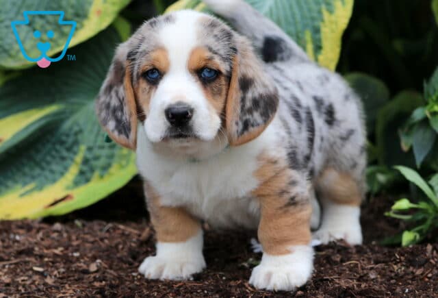 Merle-colored Basset Hound mix puppy with striking blue eyes stands on mulch in front of lush green and yellow hosta plants, looking curiously at the camera. image