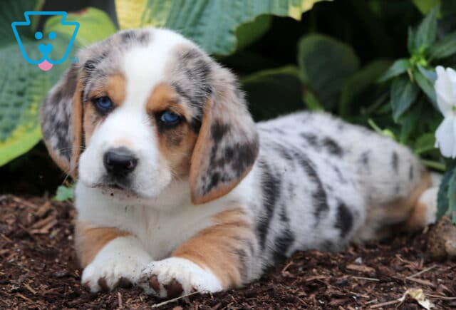 Merle Basset Hound mix puppy with bright blue eyes lies on mulch, gazing softly at the camera with a few specks of dirt on its nose and paws, surrounded by lush greenery. image