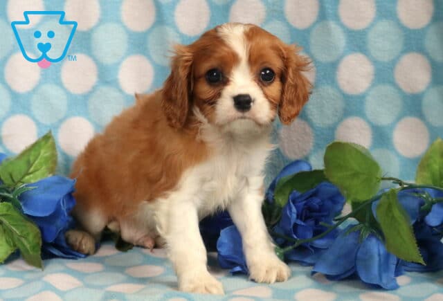 Cavalier King Charles Spaniel puppy with rich chestnut and white fur standing on a blue polka dot blanket, surrounded by bright green leaves and artificial blue roses. image