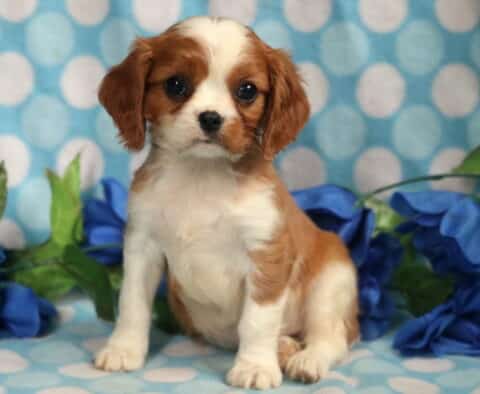 Cavalier King Charles Spaniel puppy with a silky white and chestnut coat sitting upright on a blue polka dot blanket, surrounded by artificial blue roses and greenery.