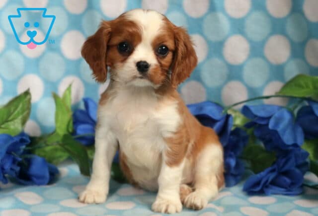 Cavalier King Charles Spaniel puppy with a silky white and chestnut coat sitting upright on a blue polka dot blanket, surrounded by artificial blue roses and greenery. image