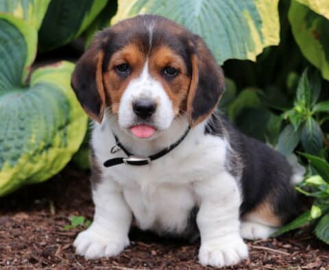 Basset Hound mix puppy with a tricolor coat and black collar sitting on mulch in front of large hosta leaves, playfully sticking out its tongue at the camera.