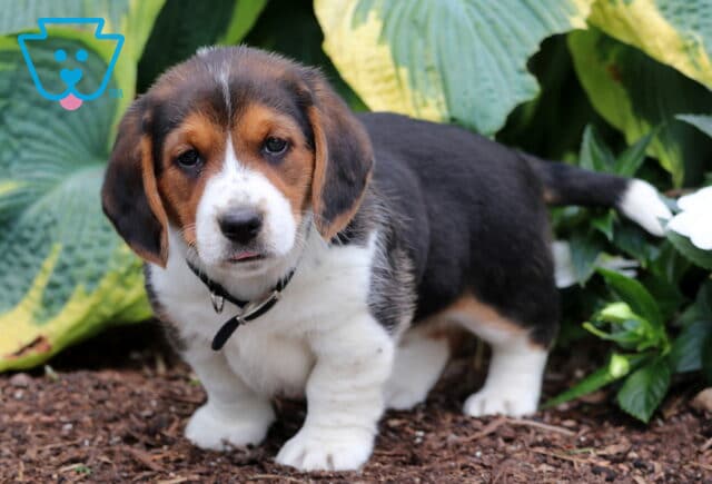 Basset Hound mix puppy with a black, brown, and white coat standing on mulch near green hosta leaves and white flowers, wearing a black collar and gazing curiously at the camera. image
