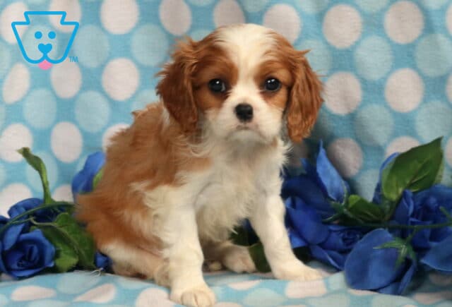 Adorable Cavalier King Charles Spaniel puppy with a white and chestnut coat sitting on a blue polka dot blanket, surrounded by artificial blue roses. image