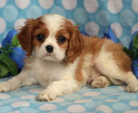 Sweet Cavalier King Charles Spaniel puppy with a white and chestnut coat lying on a blue polka dot blanket, posed beside blue artificial roses.