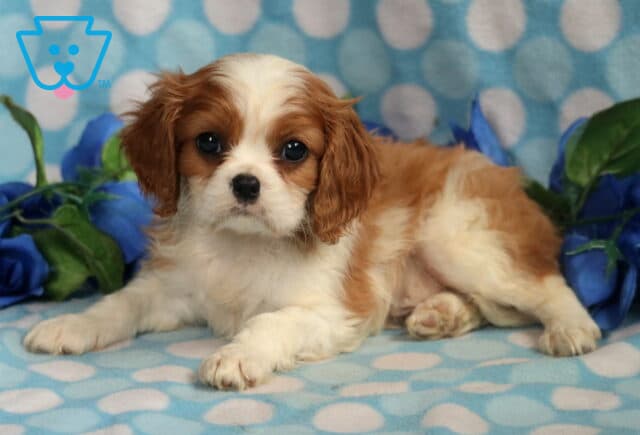 Sweet Cavalier King Charles Spaniel puppy with a white and chestnut coat lying on a blue polka dot blanket, posed beside blue artificial roses. image