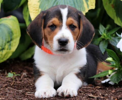 Tricolor Basset Hound mix puppy with white paws and a bold blaze on its face lies on mulch wearing a bright orange collar, surrounded by lush green leaves and white flowers.
