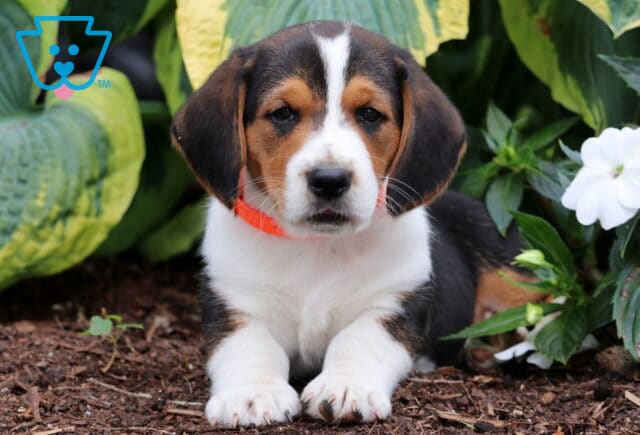 Tricolor Basset Hound mix puppy with white paws and a bold blaze on its face lies on mulch wearing a bright orange collar, surrounded by lush green leaves and white flowers. image