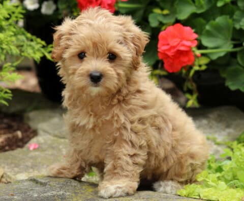 Adorable light apricot Maltipoo puppy sitting on a stone path surrounded by red flowers and greenery, looking curiously at the camera.