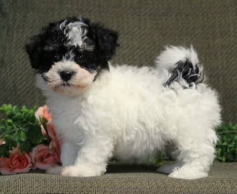 Curly-coated Havanese puppy with a mostly white body and black markings standing on a green cushion, looking curiously at the camera with greenery and soft pink roses in the background.