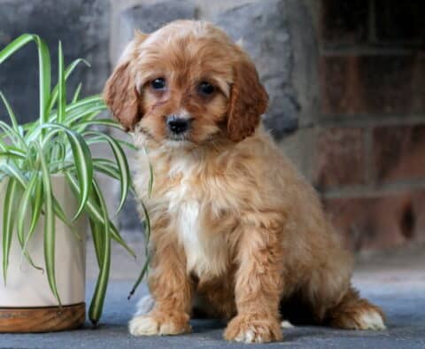 Fluffy Cavapoo puppy with curly apricot fur and a white patch on its chest, sitting beside a potted spider plant and gazing curiously at the camera against a brick and stone background.