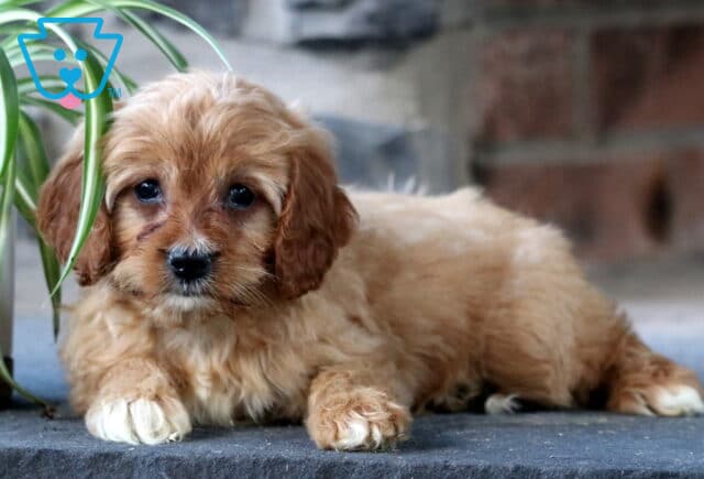 Adorable Cavapoo puppy with soft, wavy apricot-colored fur and a white paw, lying down on a stone surface beside a green houseplant, gazing sweetly at the camera with dark, expressive eyes. image