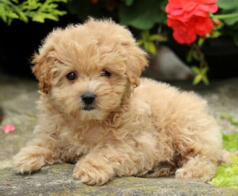 Fluffy tan Maltipoo puppy laying on a stone surface, looking sweetly at the camera with soft red flowers and greenery in the background.