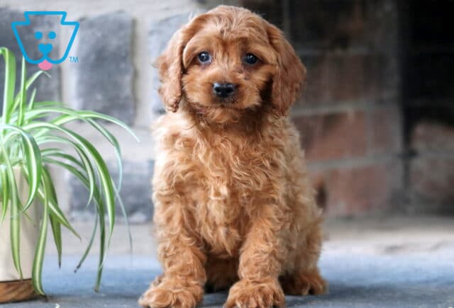 Adorable Cavapoo puppy with tight, curly apricot-colored fur sits alertly next to a spider plant, gazing sweetly at the camera with expressive dark eyes and a gentle expression. image