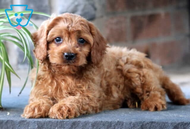 Curly-coated Cavapoo puppy with rich reddish-brown fur lounges calmly beside a spider plant, looking sweetly at the camera with round dark eyes and floppy ears. image