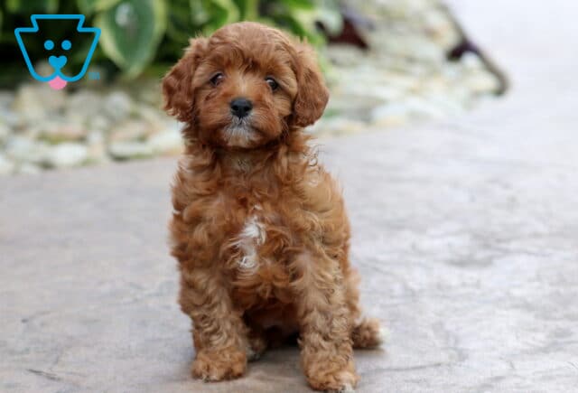 Tiny Cavapoo puppy with a fluffy reddish-brown coat and a white patch on its chest sits upright on a stone path, framed by greenery and light-colored decorative rocks. image