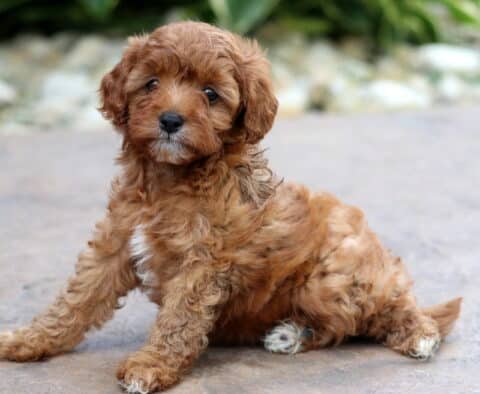 Curly-coated Cavapoo puppy with a warm reddish-brown coat and white markings on the chest and paws sits with a playful tilt on a stone patio, surrounded by soft-focus greenery and rocks.