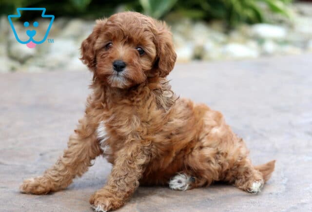 Curly-coated Cavapoo puppy with a warm reddish-brown coat and white markings on the chest and paws sits with a playful tilt on a stone patio, surrounded by soft-focus greenery and rocks. image