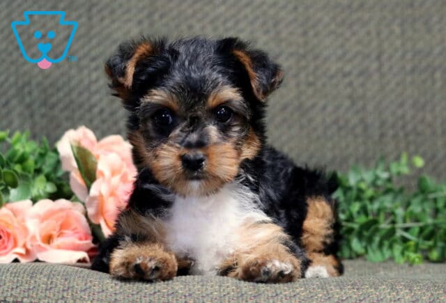 Adorable Yorkshire Terrier puppy with black and tan fur lying on a textured green surface, surrounded by pink roses and greenery, looking directly at the camera with big dark eyes. image