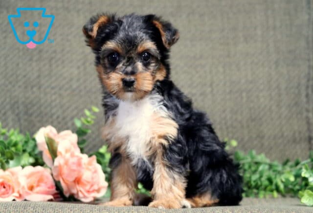 Tiny Yorkshire Terrier puppy sitting upright on a textured green cushion, with soft black and tan fur and a curious expression, framed by pink roses and greenery in the background. image