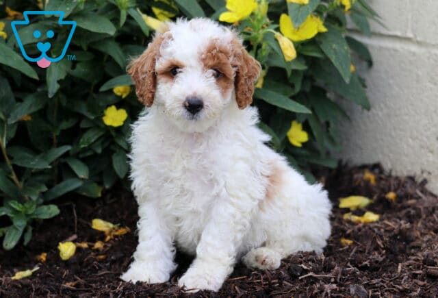Mini Poodle puppy with a curly white coat and light brown patches, sitting on mulch near a wall and bright yellow flowers, gazing sweetly at the camera. image