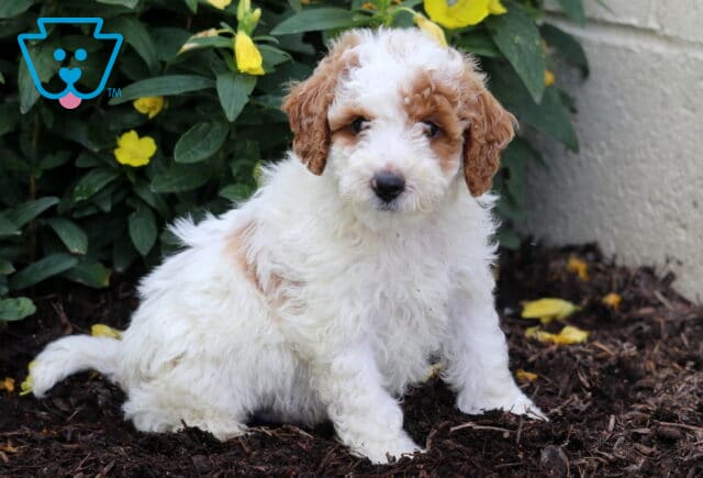 Mini Poodle puppy with a fluffy white coat and light brown patches, sitting on mulch in front of green foliage and bright yellow flowers, looking softly at the camera. image
