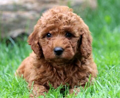 Cute Mini Goldendoodle puppy with tight, curly red fur lying down in the green grass, looking up with wide, expressive eyes and a curious expression.