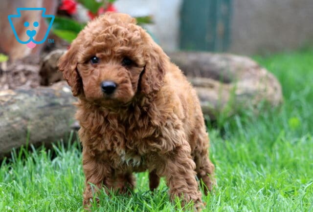 Mini Goldendoodle puppy with curly reddish fur standing on green grass, looking slightly off-camera with logs and red flowers visible in the blurred background. image