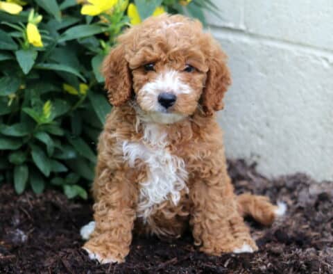 Mini Poodle puppy with a curly reddish-brown coat and a white patch on the chest, sitting on mulch in front of blooming yellow flowers and green foliage, looking calmly at the camera.