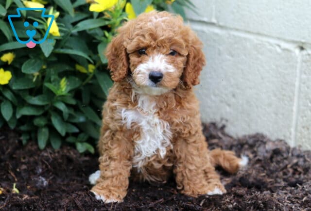Mini Poodle puppy with a curly reddish-brown coat and a white patch on the chest, sitting on mulch in front of blooming yellow flowers and green foliage, looking calmly at the camera. image