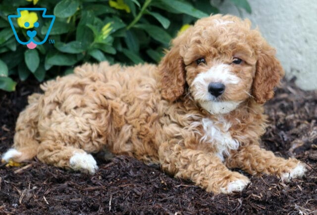 Mini Poodle puppy with a curly apricot coat, white chest, and white-tipped paws, lying on mulch in front of green foliage and yellow flowers, gazing contentedly at the camera. image