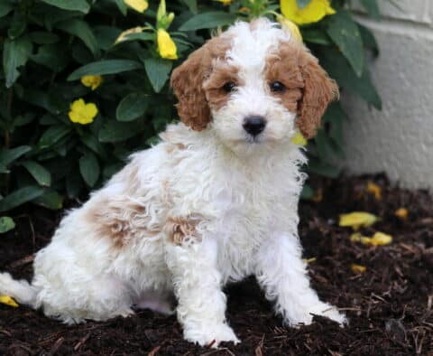 Mini Poodle puppy with a curly white coat and caramel-colored patches, sitting on mulch with yellow flowers in the background, looking directly at the camera with a sweet expression.