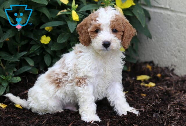 Mini Poodle puppy with a curly white coat and caramel-colored patches, sitting on mulch with yellow flowers in the background, looking directly at the camera with a sweet expression. image