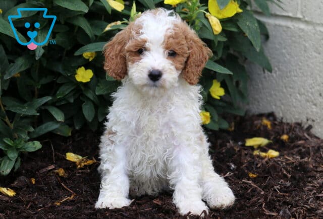 Mini Poodle puppy with a curly white coat and rich apricot-colored ears, sitting on dark mulch surrounded by green leaves and blooming yellow flowers. image