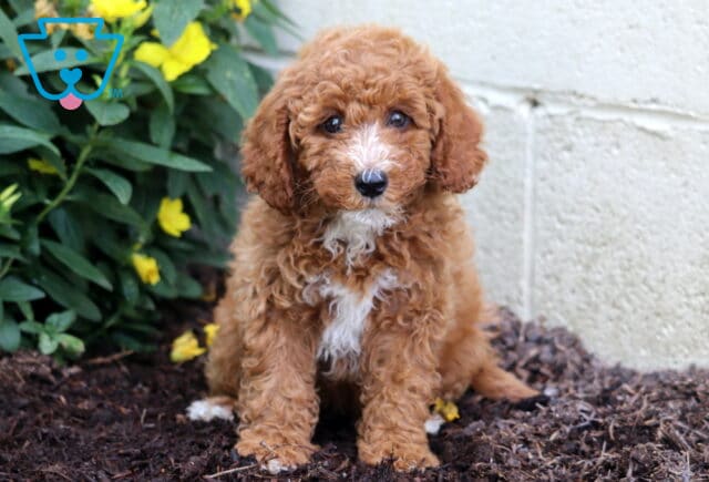 Mini Poodle puppy with a rich apricot curly coat and a white blaze on the chest, sitting attentively on mulch beside a wall and blooming yellow flowers. image