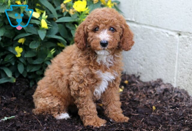 Mini Poodle puppy with a fluffy apricot coat and a white chest marking, sitting on mulch near a wall with bright yellow flowers and green foliage in the background. image