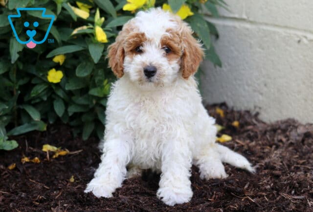Mini Poodle puppy with a curly white coat and soft apricot-colored ears, sitting on brown mulch near blooming yellow flowers and greenery, looking attentively at the camera. image