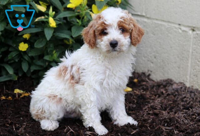 Mini Poodle puppy with a fluffy white coat and caramel patches, sitting on mulch in front of yellow flowers and greenery, glancing toward the camera with a gentle look. image