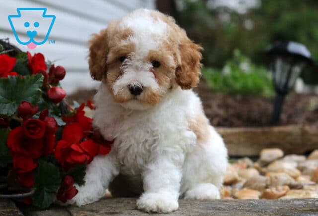 Fluffy Mini Poodle puppy with a white coat and tan markings sitting beside bright red flowers on a stone path, with smooth garden rocks and greenery in the background. image